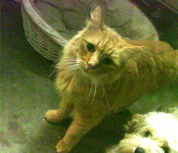 征服！新王降临伯纳乌，哈兰德弑旧主，皇马史诗级逆转击溃拜仁