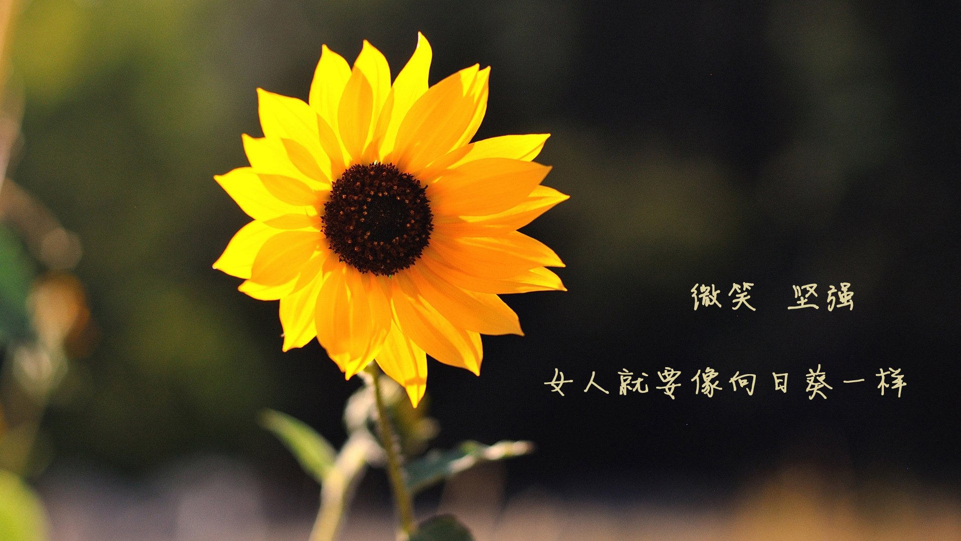 节奏绞杀，公牛如何用时间魔术将奇才肢解，切特·霍姆格伦成为控场大师