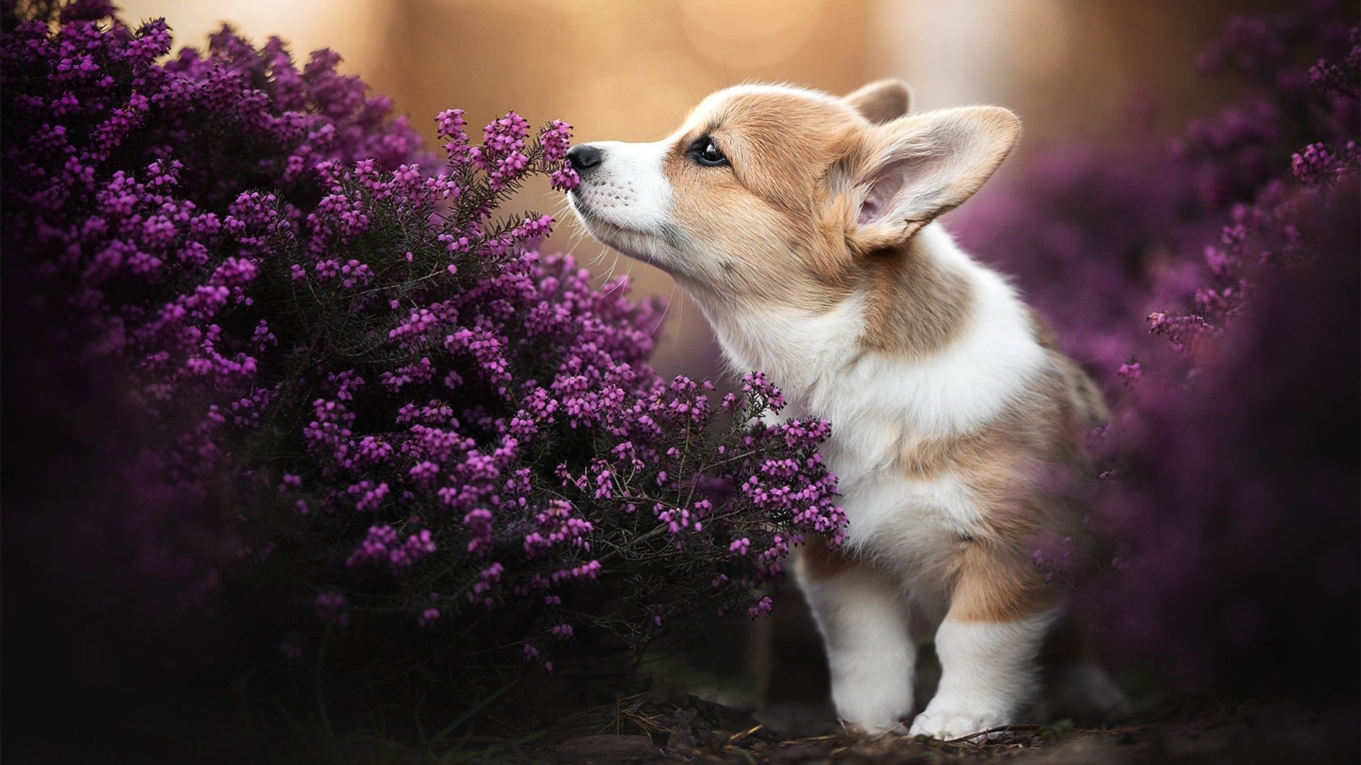 巴尔韦德，欧冠决赛之夜的帝国之璧