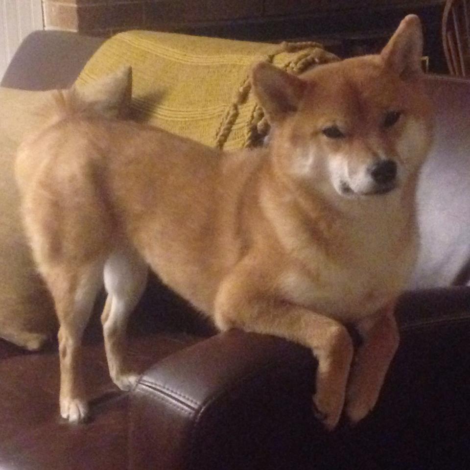 心跳加速的引擎之夜，小贾伦如何成为F1新赛季的场上指挥官