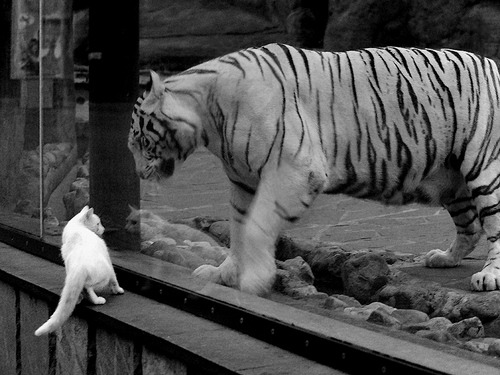 星辰璀璨美加墨，攻防枢纽定乾坤