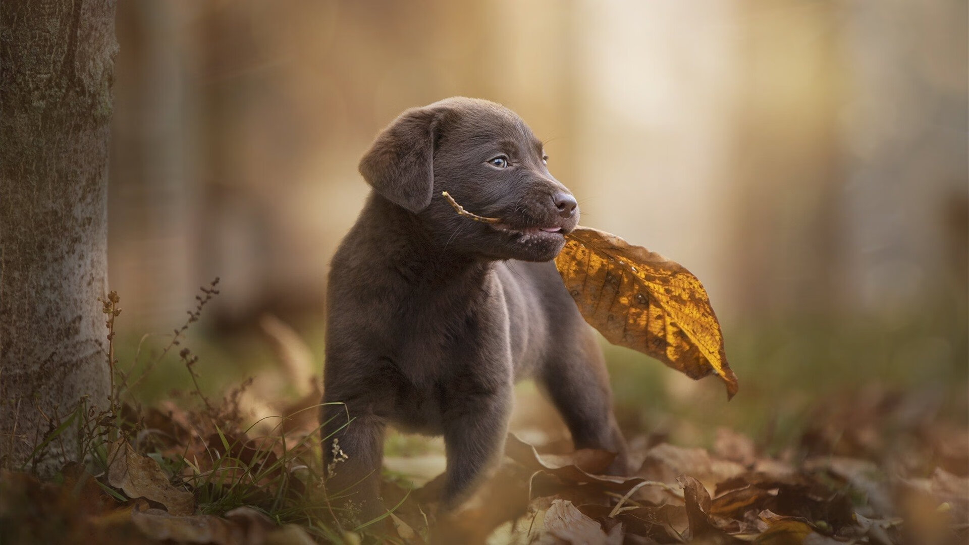 老鹰狂胜雄鹿！福克斯在西决生死战接管比赛，凤凰城见证新王诞生