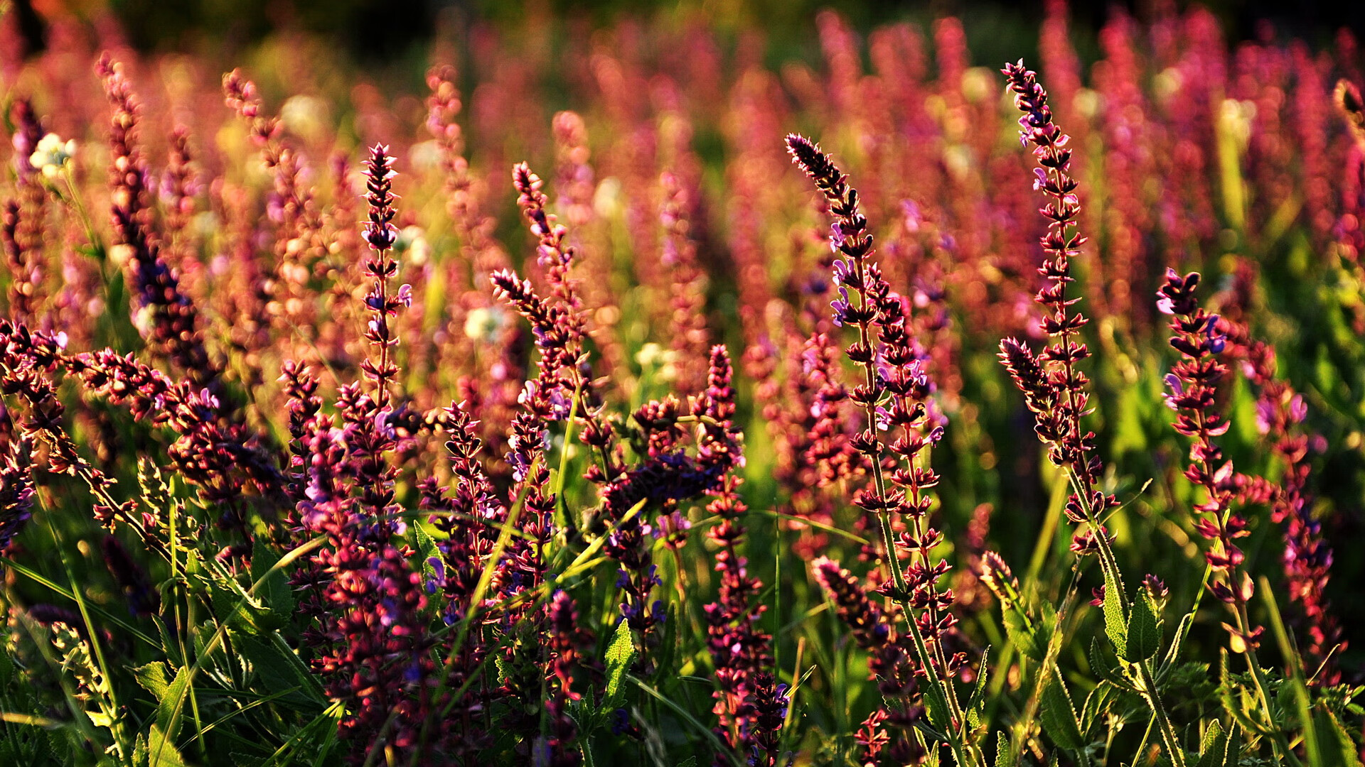 莫兰特末节接管比赛,快船主场力克奇才