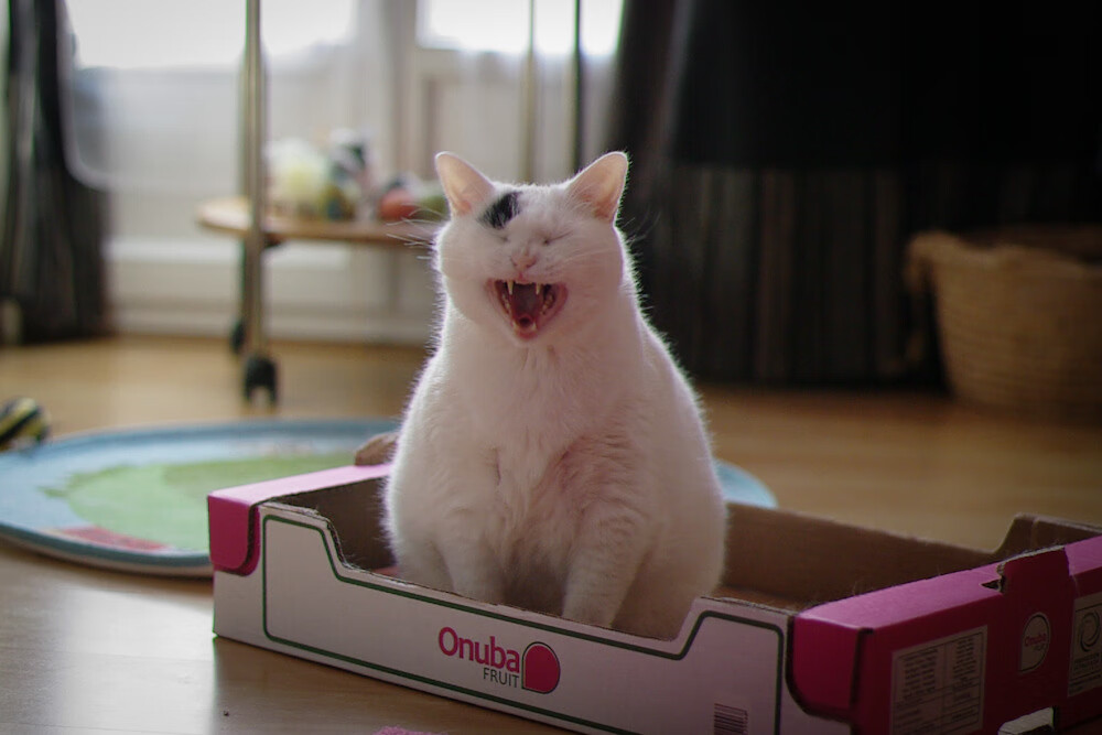 防守的艺术,从黄蜂加时险胜到戈贝尔西甲德比统治