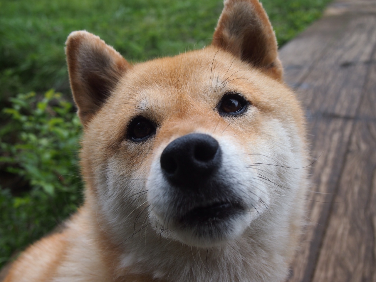 活塞强势晋级广东队,马克西成关键先生闪耀赛场