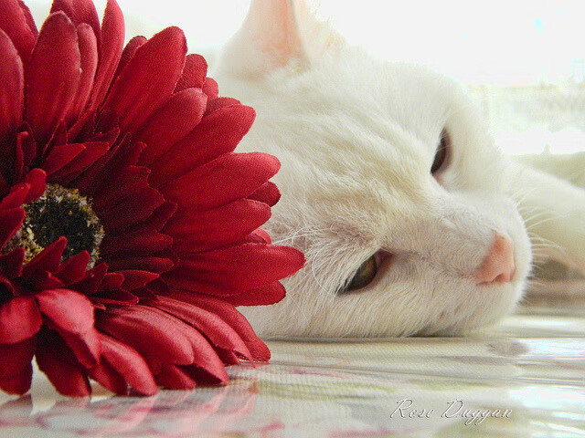 黑暗中的节奏魔术师,字母哥如何像F1车手一样掌控全场