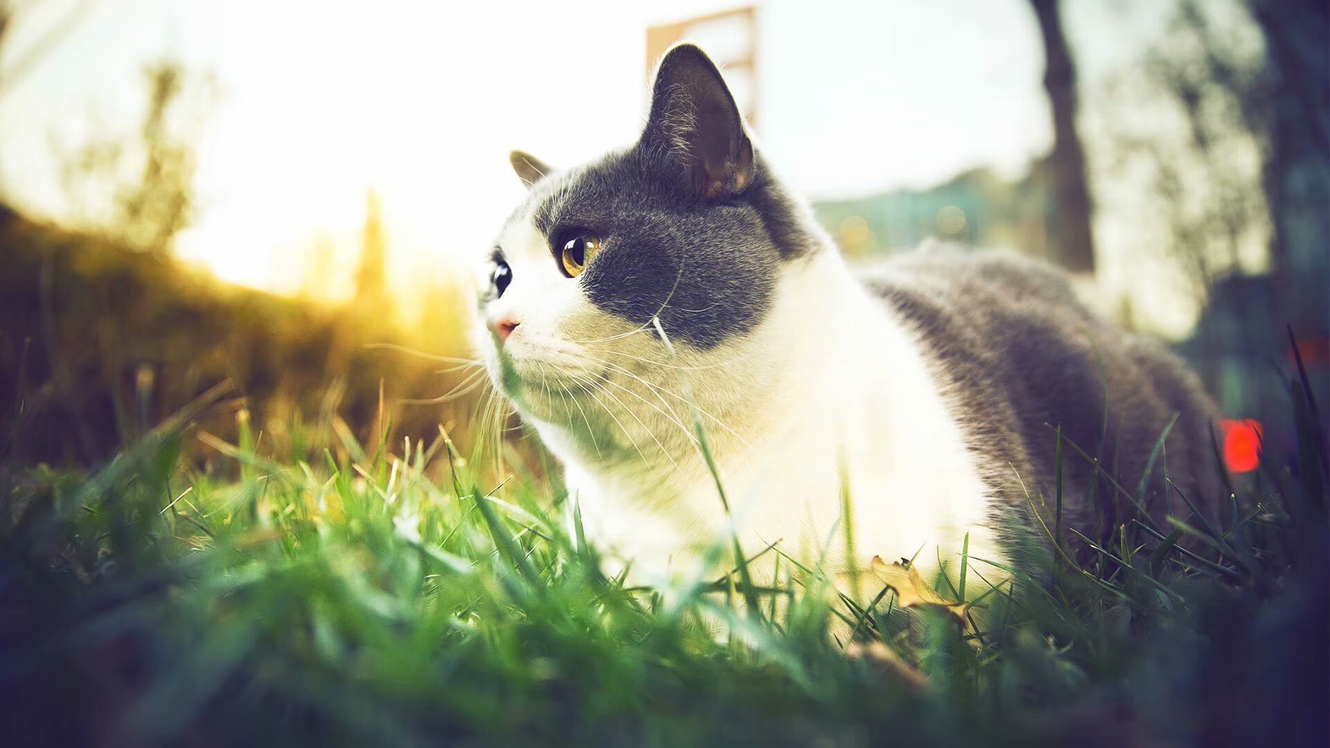 魔术魔力四射斩落热火，米切尔全能表现堪称完美