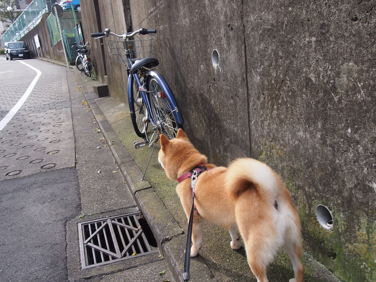 哈利伯顿单骑破阵轰38分，雷霆鏖战加时破浙江铁血围剿
