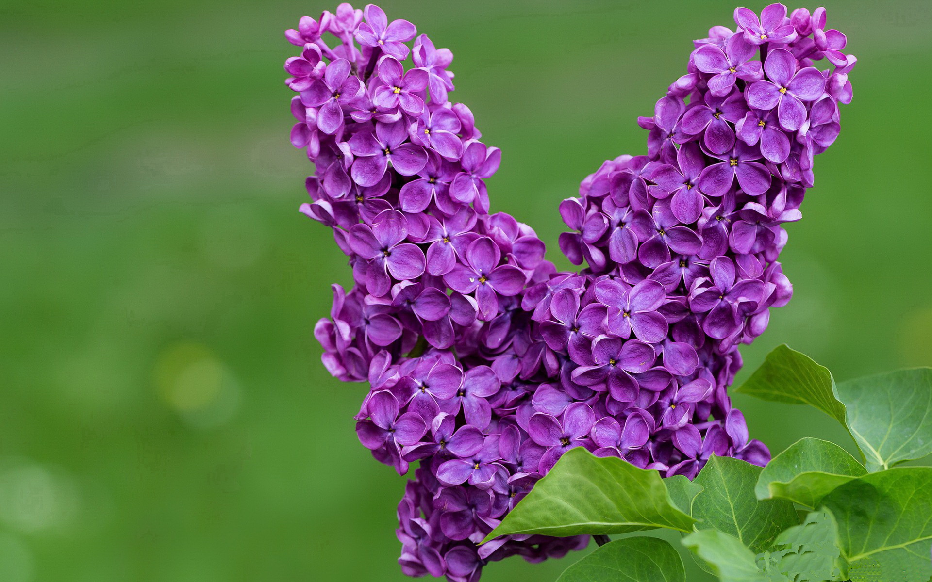 新疆铁骑冲垮上海连营，约基奇化身欧陆风暴眼