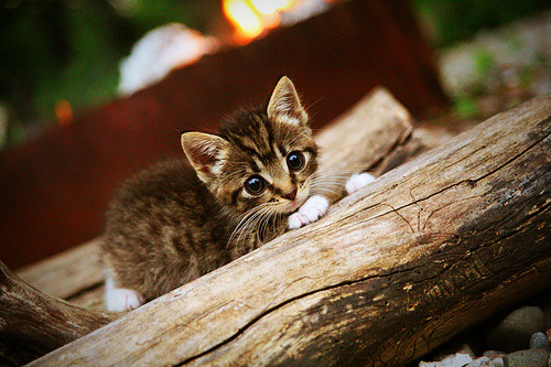极速引擎与致命转换，当F1赛道点燃篮球场的决胜暗火