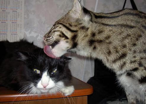 决战血性之巅，当阿森纳的美丽与国米的钢铁在异域相遇