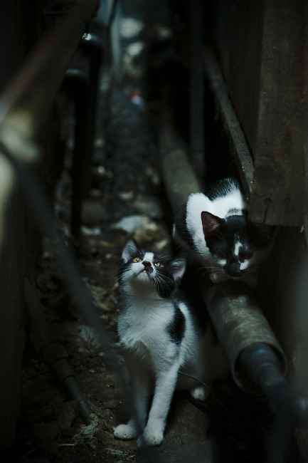 血战圣西罗,伊朗铁卫血染拉齐奥防线,萨内魔翼展翅定乾坤