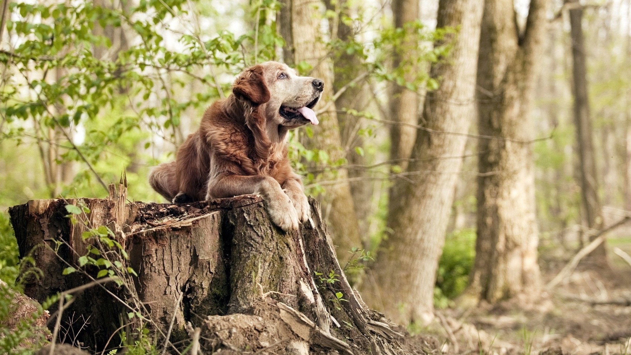 F1新赛季揭幕战之夜，马克西·维斯塔潘，舞台越大越强