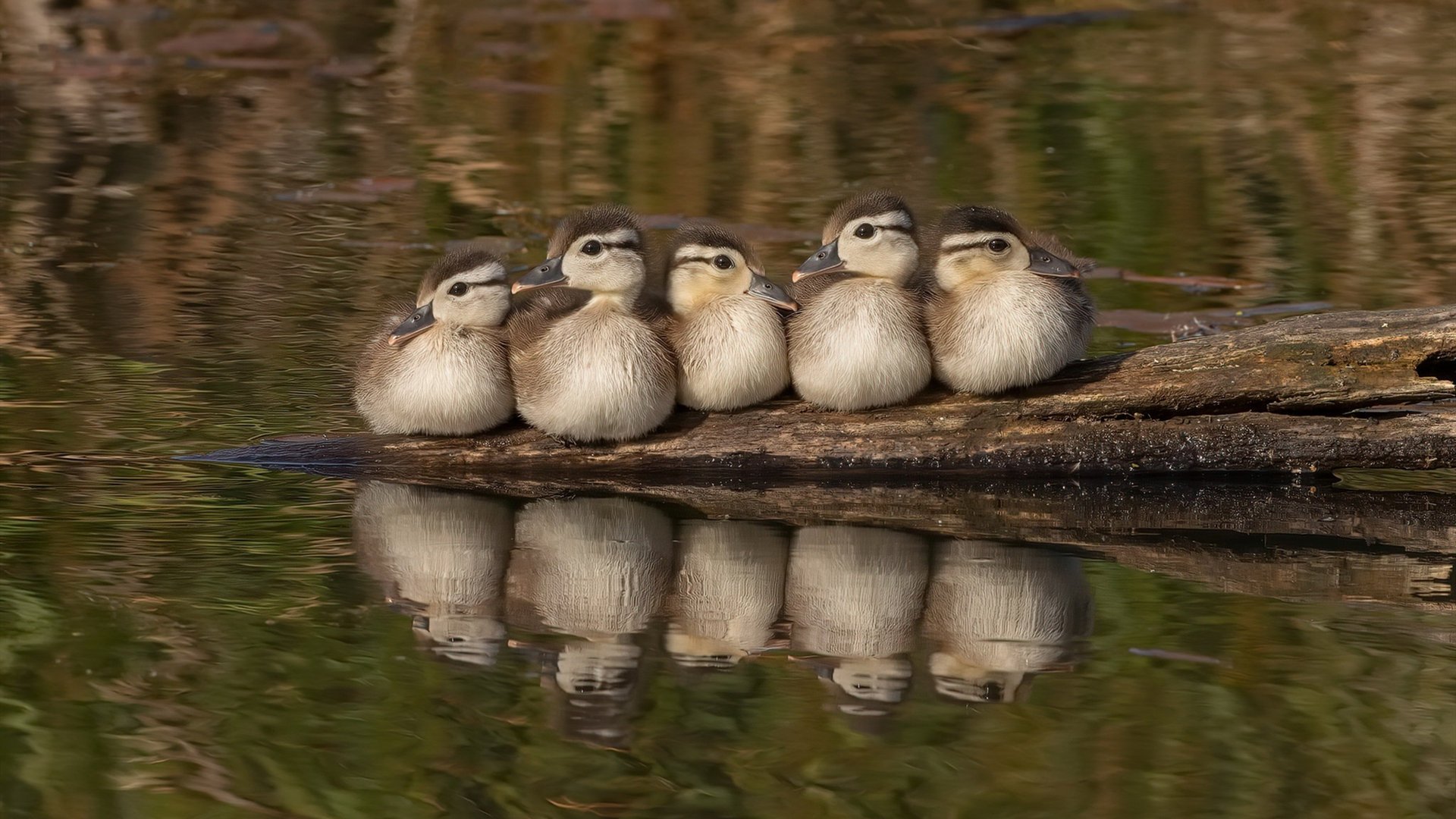 末节之神！德甲争冠夜加维书写新王加冕传说